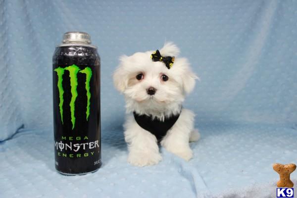 lvpuppyheaven Picture 3